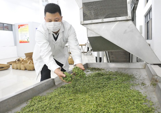 （委员风采）闫超：茶叶里的青春正飞扬(41748)-20200820091440.jpg