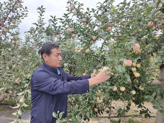 志丹县政协委员杨文政：扎根果园的“老杨”(512665)-20220216083342.jpg