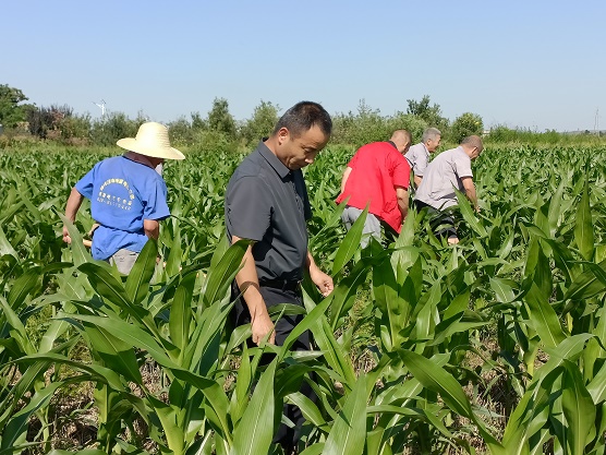 贠红斌委员（中）正带领工人们在田间劳作。(656719)-20220722074129.jpg
