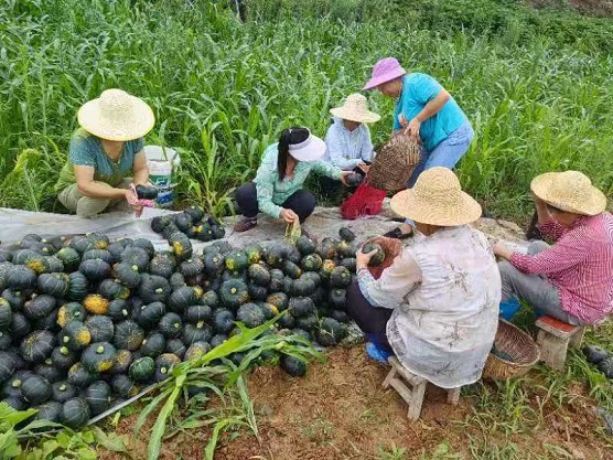 图为村民在采收黑皮南瓜(1265673)-20240808074317.jpg